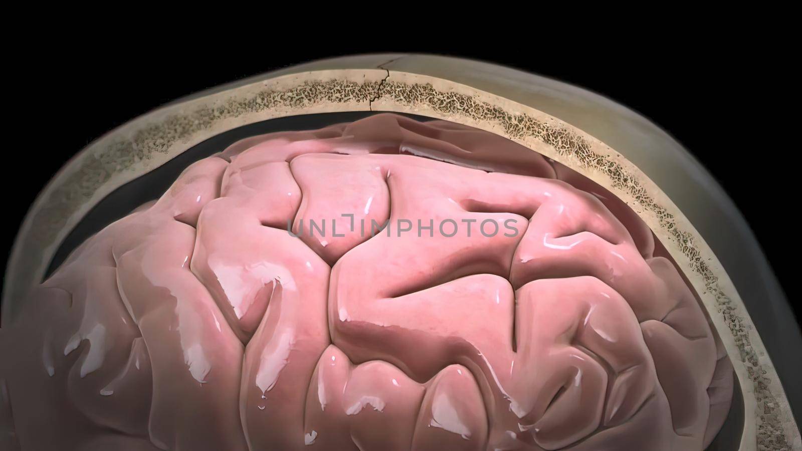 Brain internal structure 3d illustration by creativepic