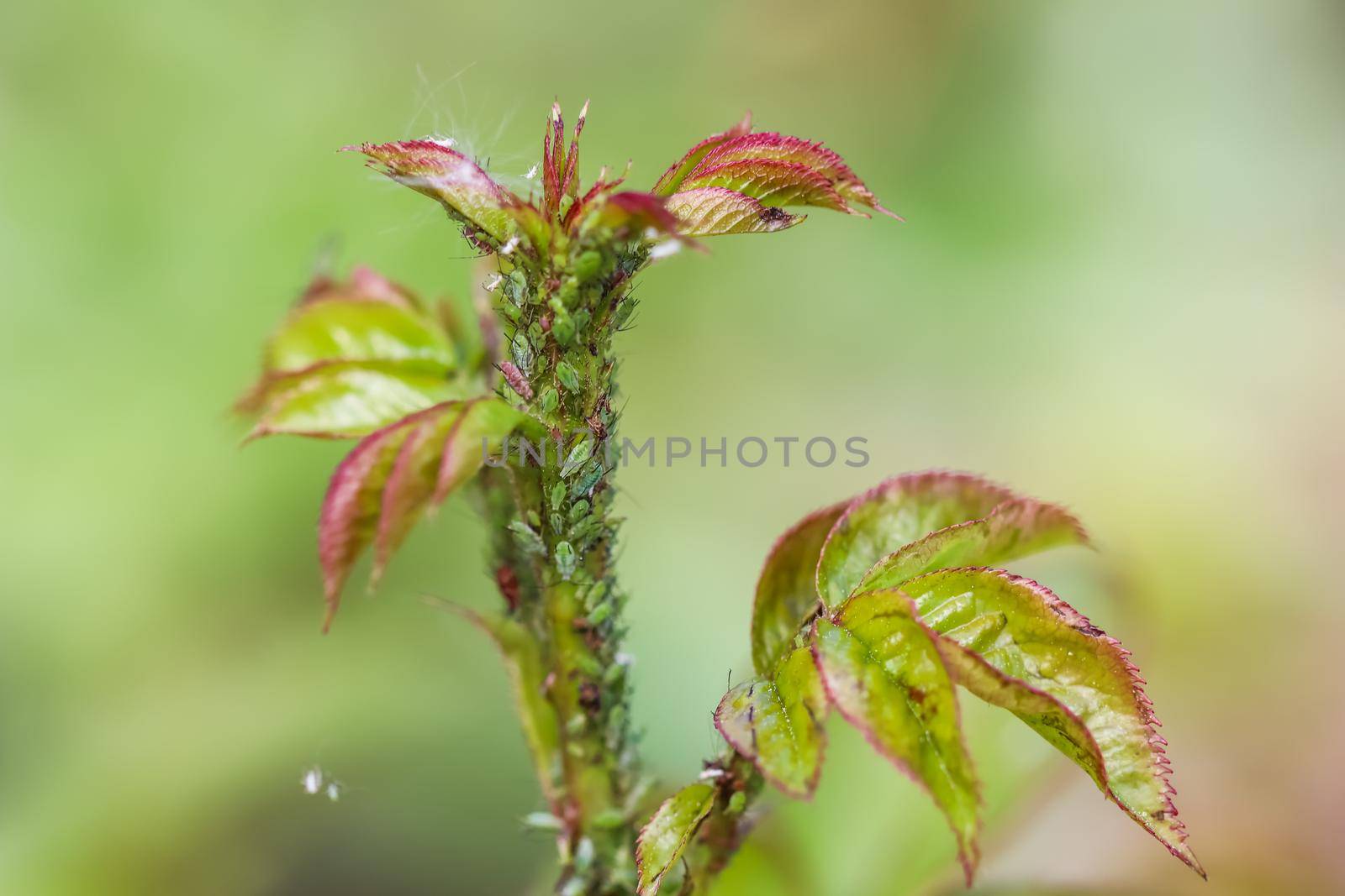 Green and pink aphids on roses. Pests damage the plant and spread disease