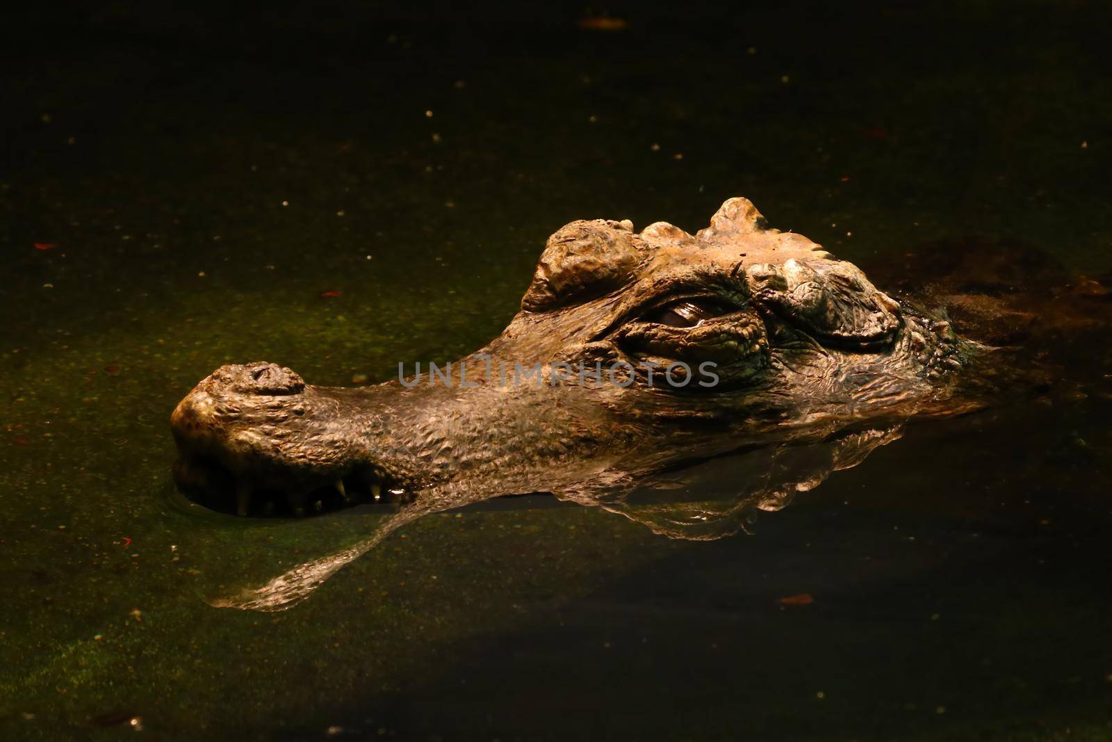 Close-up on an alligator with large teeth in the water