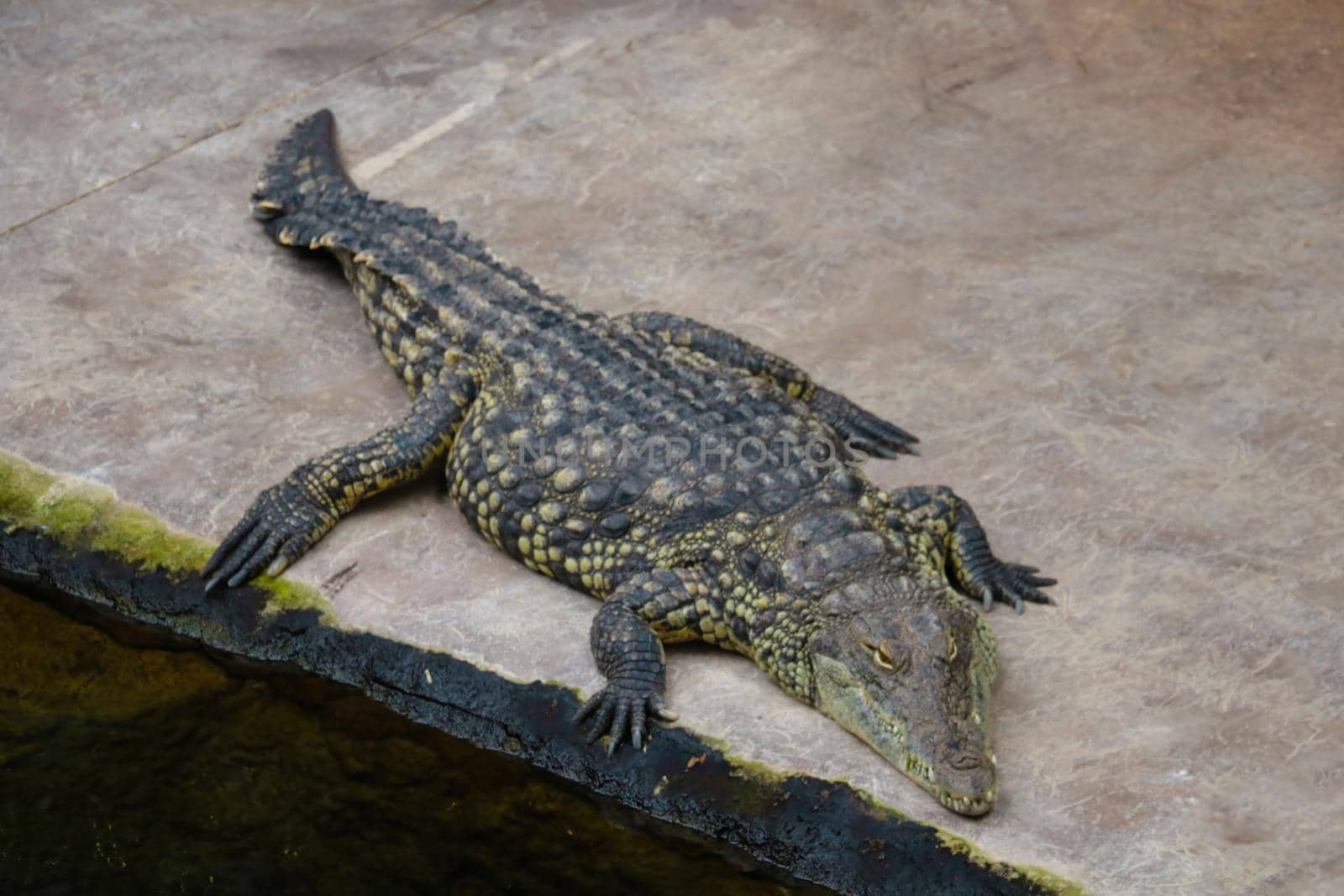 Top view of a large adult crocodile. Out of focus