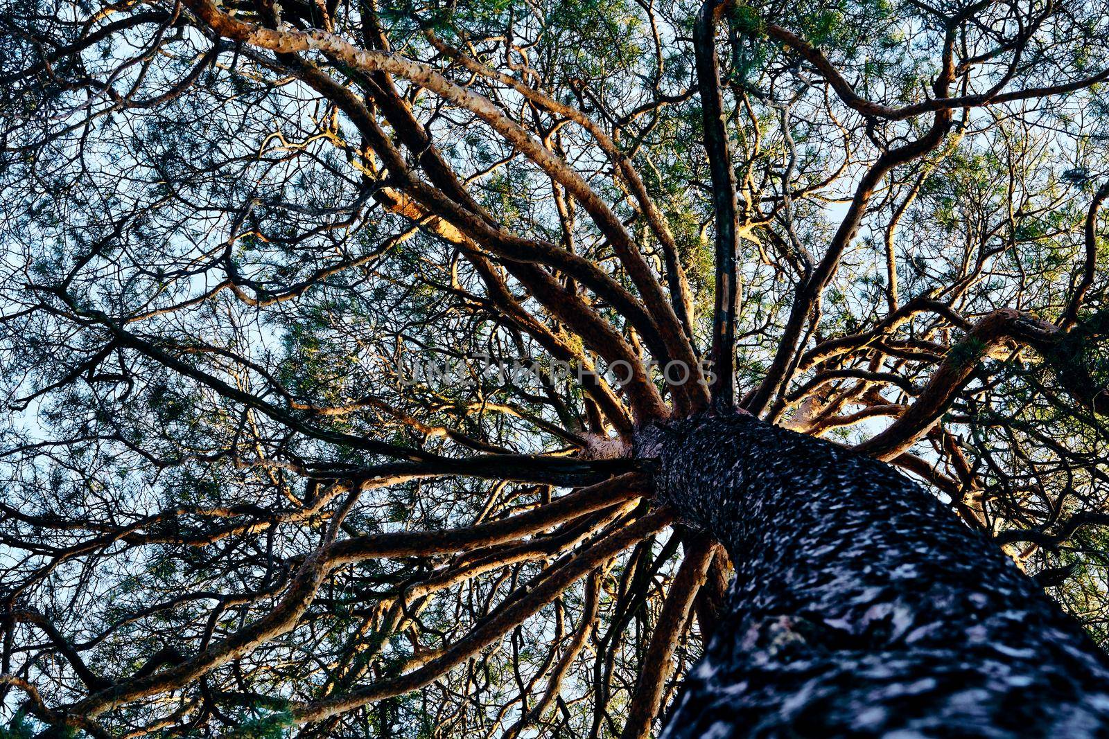 Bottom view of a large copper pine tree with green needles by jovani68