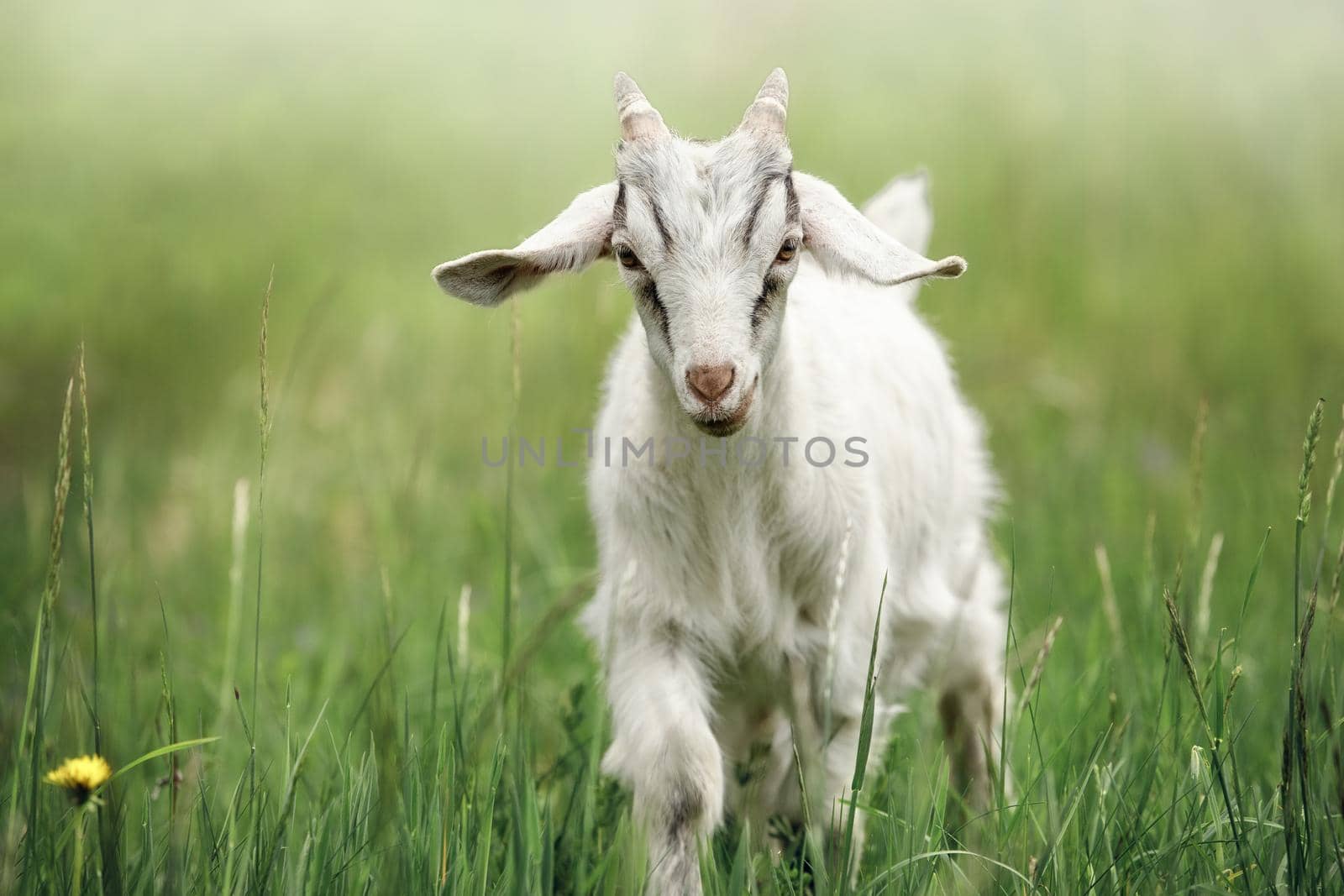 Cute goatling looking right at you close-up. Young adorable white goat on green meadow background. Front view on goatling face.