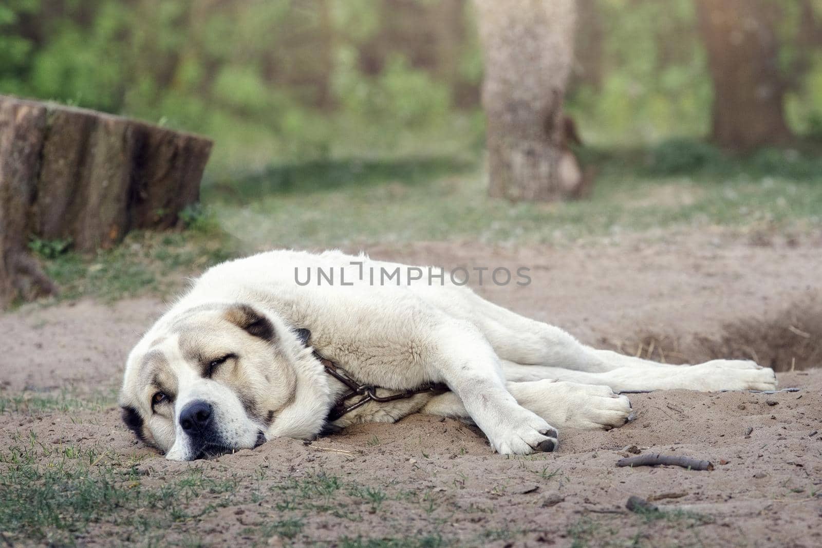 A lonesome dog is sleeping and tied to a chain next to rural yard. Dog is rescued from poor living conditions and is a symbol of animals rights.