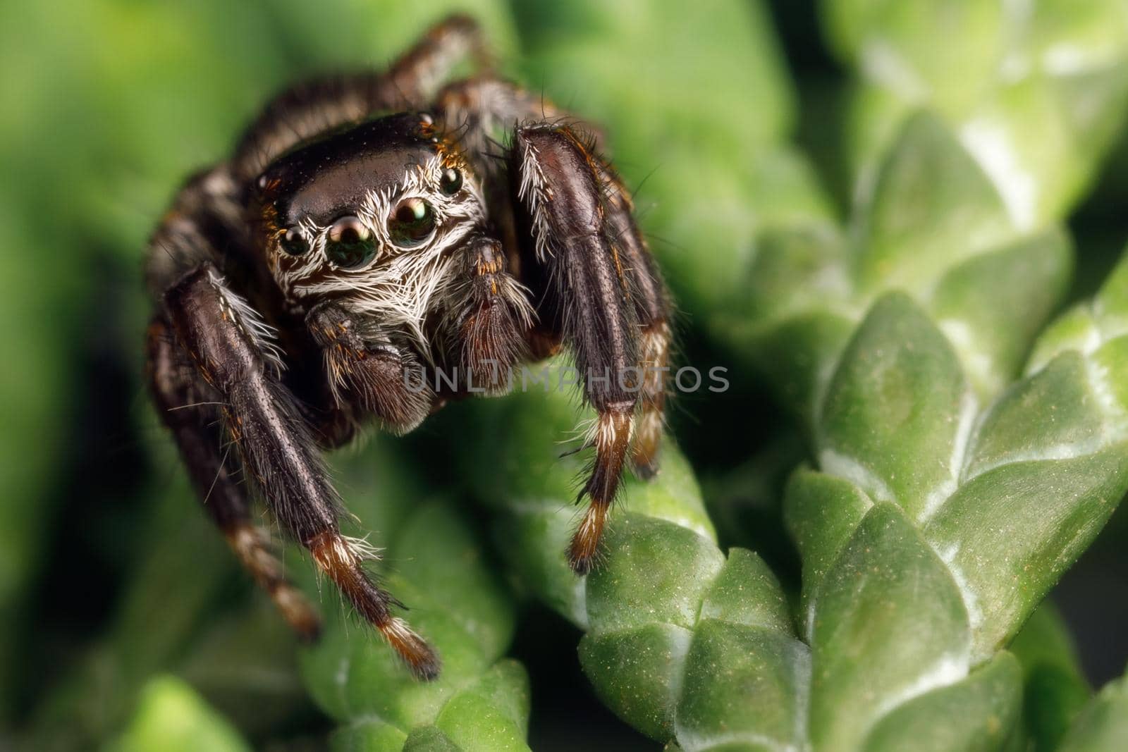 Hairy, black jumping spider sits on a thuja twig  and shows of eyes detail. Insect close up