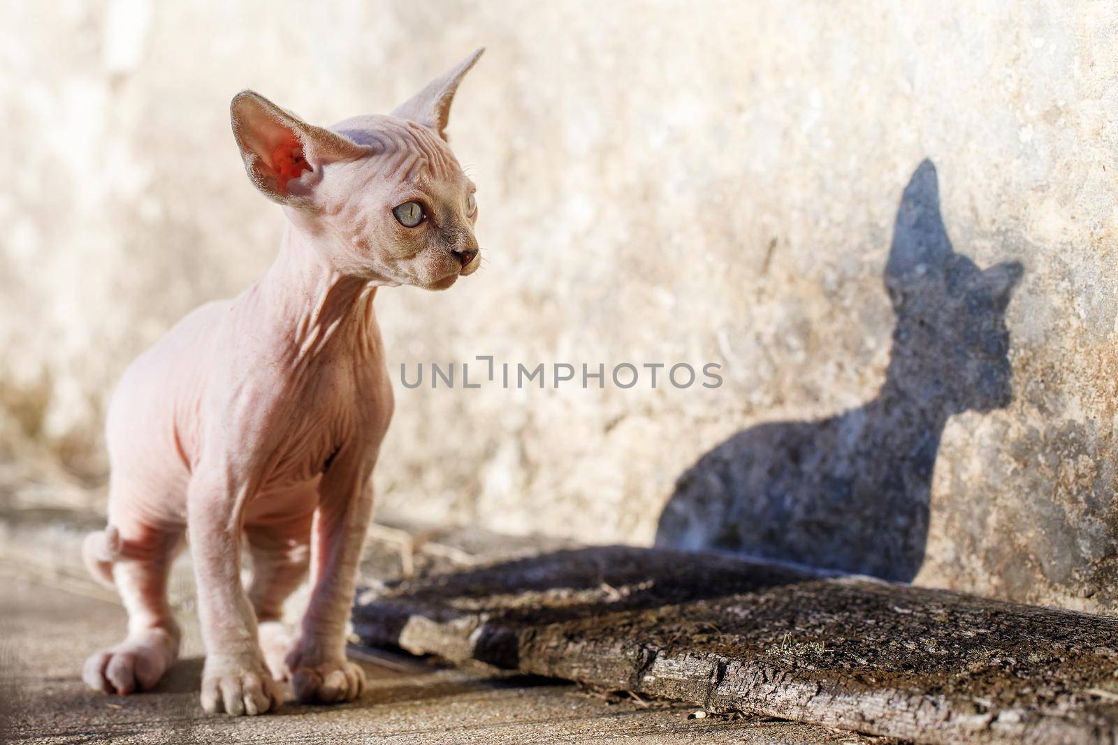 Nice Canadian sphynx kitten walking on a concrete pathway and looking at self shadow. Cat without fur and her shadow in foundation background . Concept, pet love, animal life, cats breeding, enjoy freedom