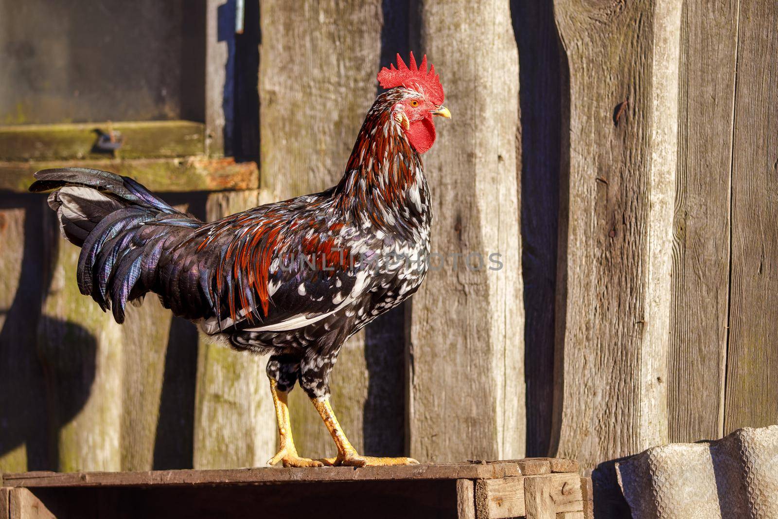 Colorful rooster with sun-shining feathers stands near an ancient brown wooden hut