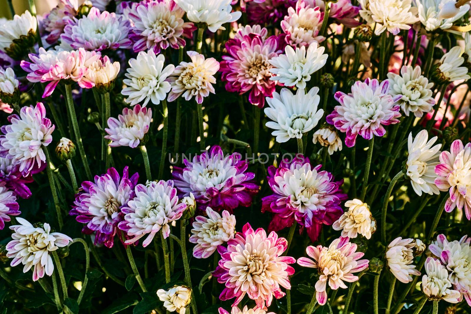 Aromatic beautiful aster in the city park.a plant of the daisy family that has bright rayed flowers, typically of purple or pink.