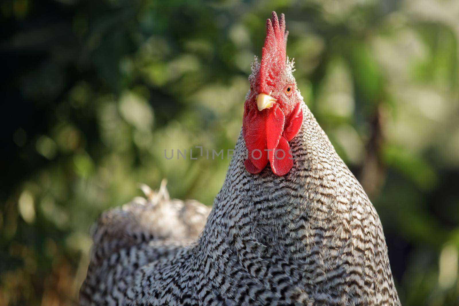 Portrait from the front, of a speckled black-and-white rooster in a dark green background