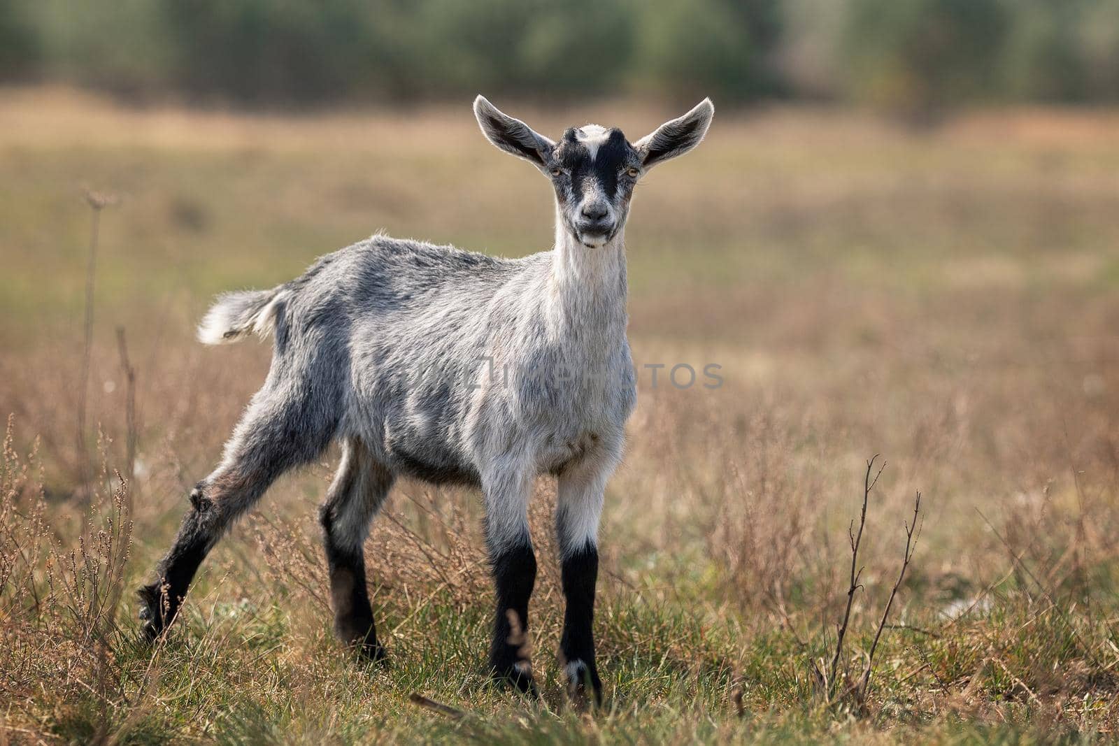 Young gray goatling stands on dry meadow and looking to camera.