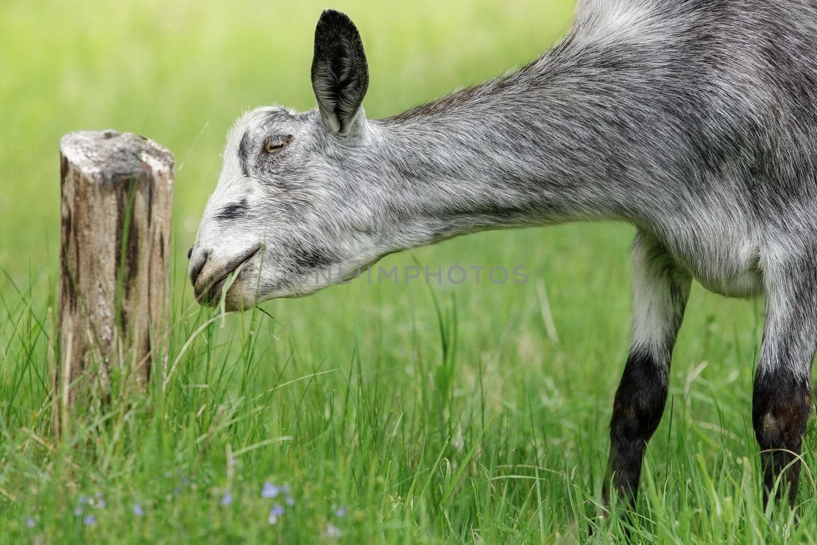 Close-up portrait, of gray young goat, green summer meadow field in countryside. The goat leans down and eats green grass.