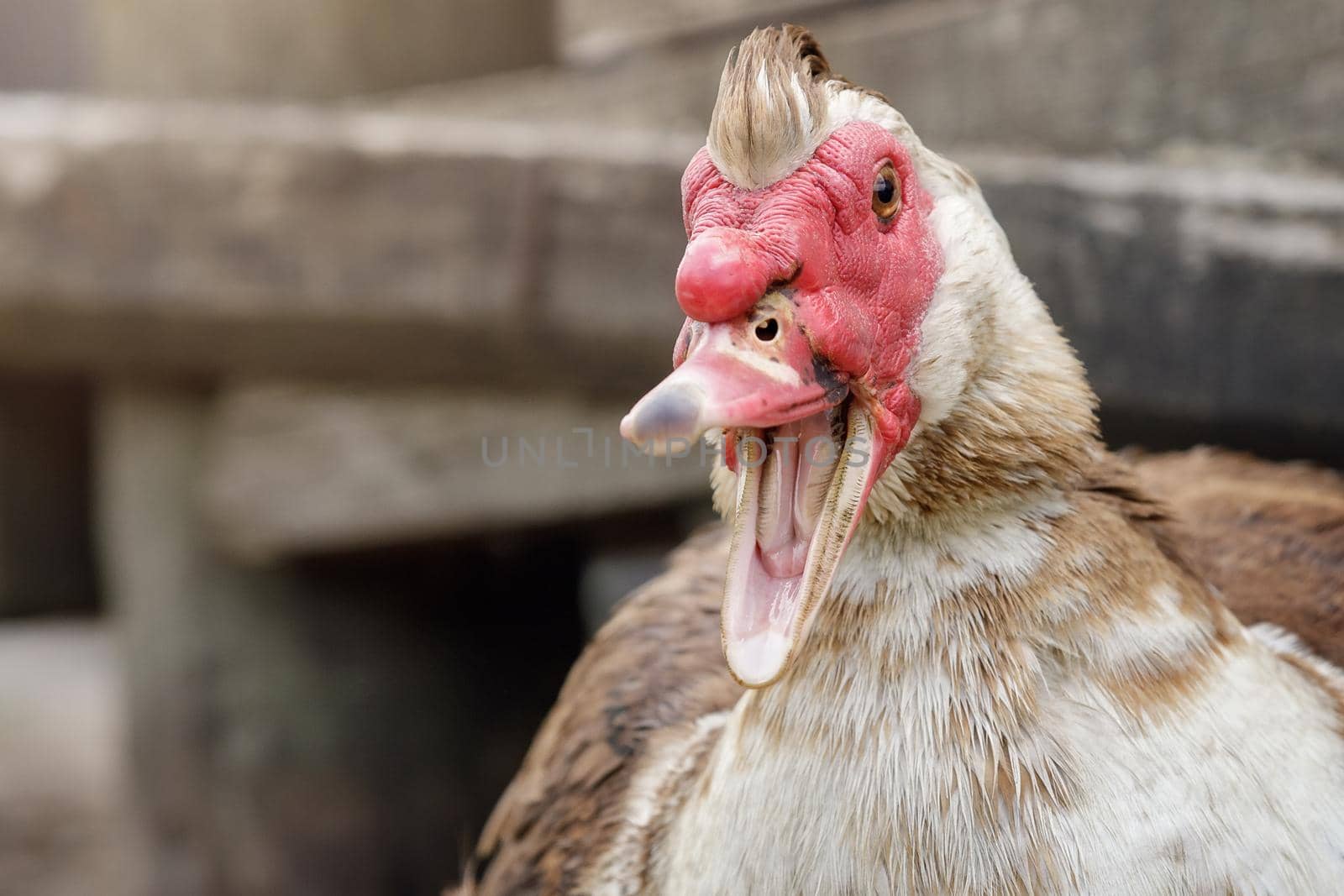 Portrait of an angry muscovy duck male by Lincikas