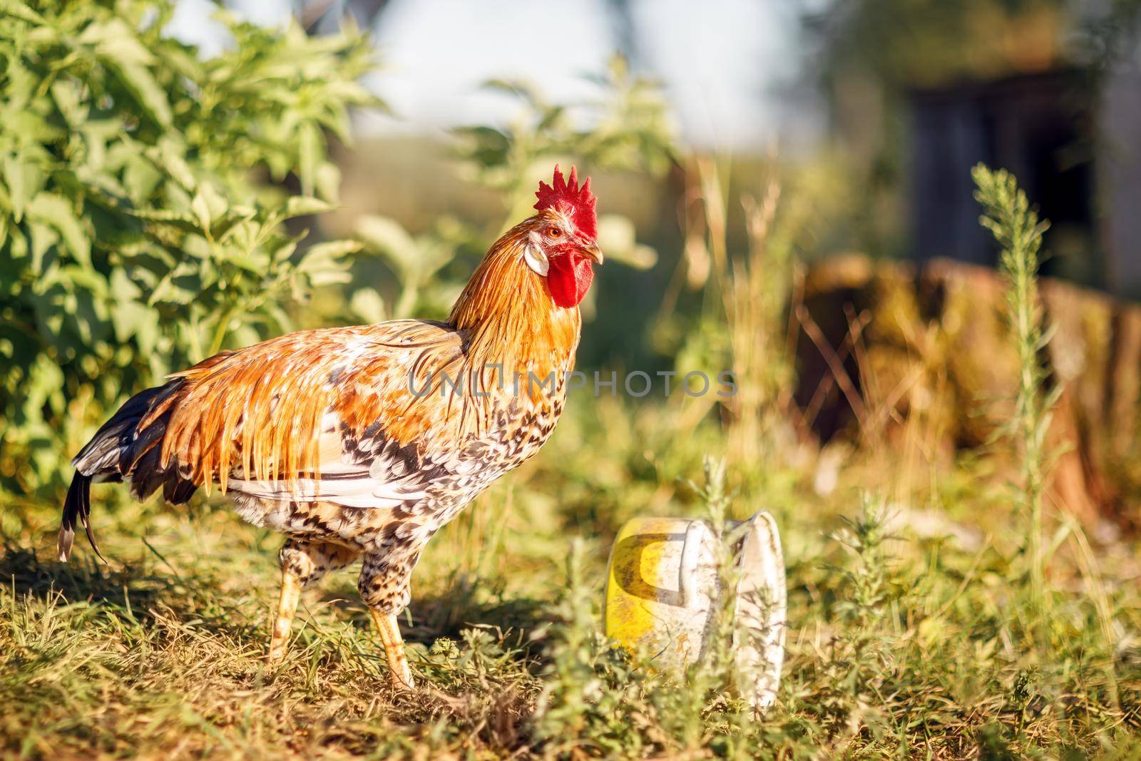 Rooster on the grass in afternoon lighting, green vegetation background