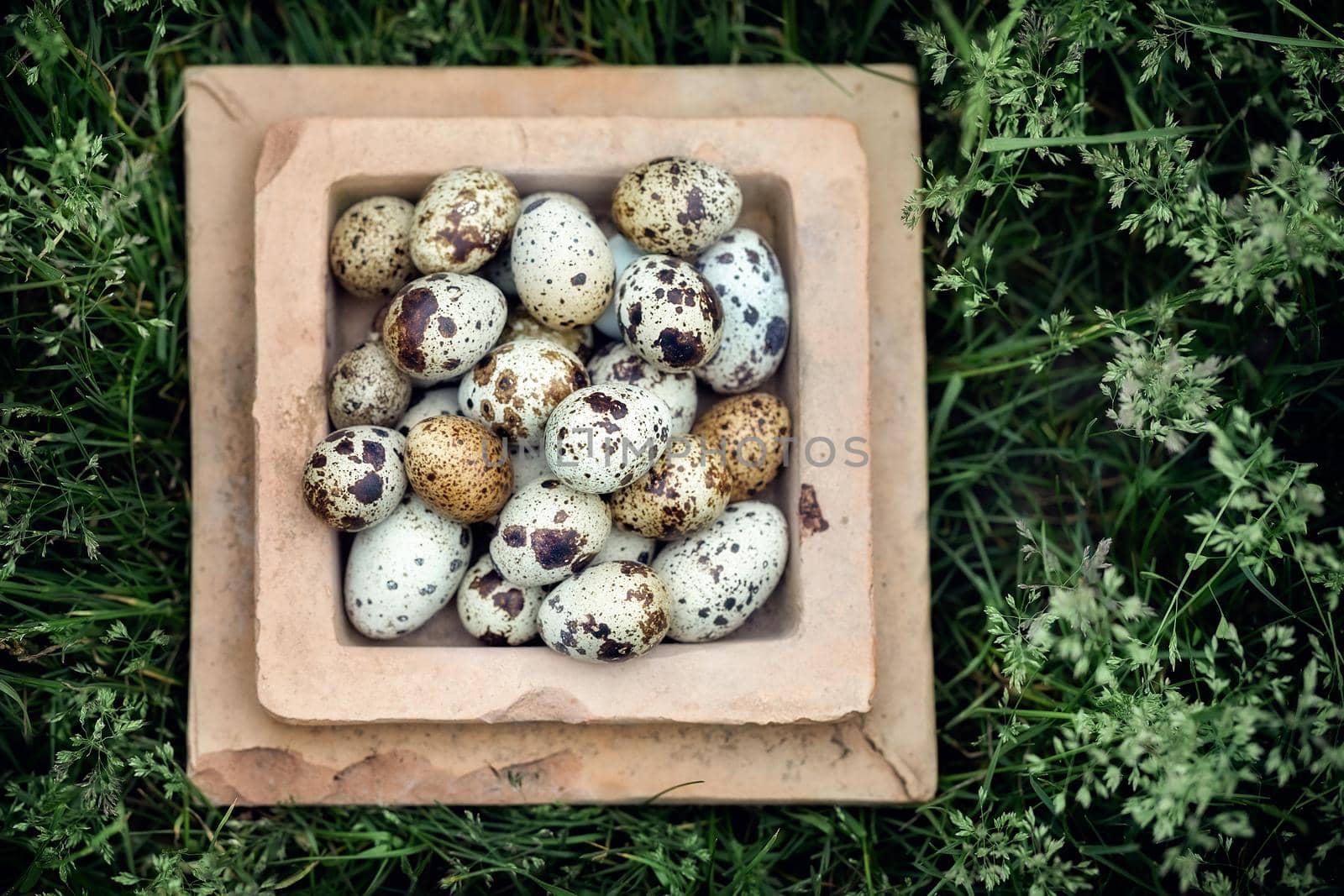 Common quail eggs, green grass, and old furnace plate by Lincikas