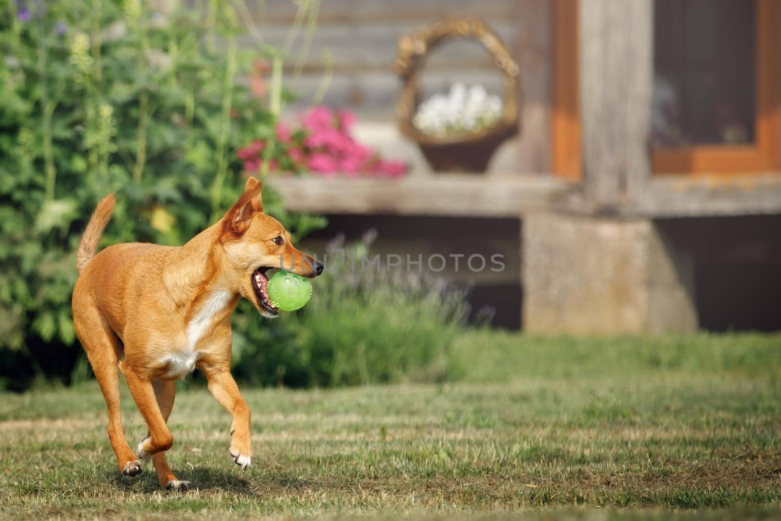 An orange beautiful puppy runs into the yard with a green ball in his mouth by Lincikas