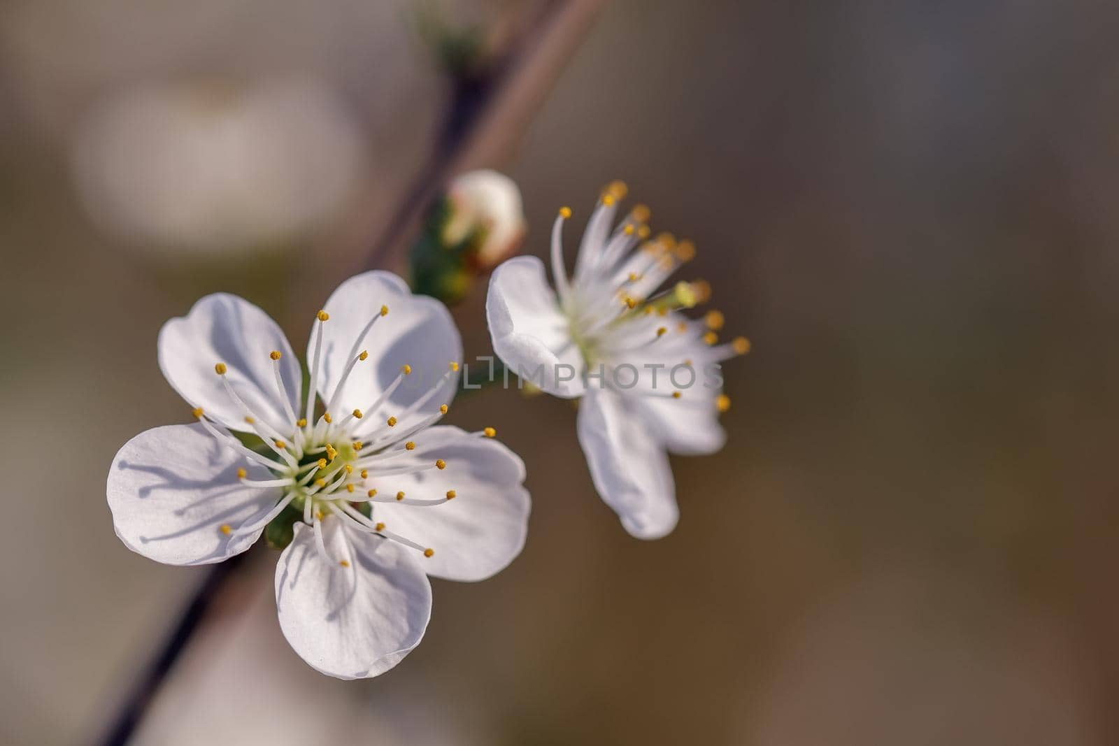 Apple branch blossom, in springtime, brown blurred background by Lincikas