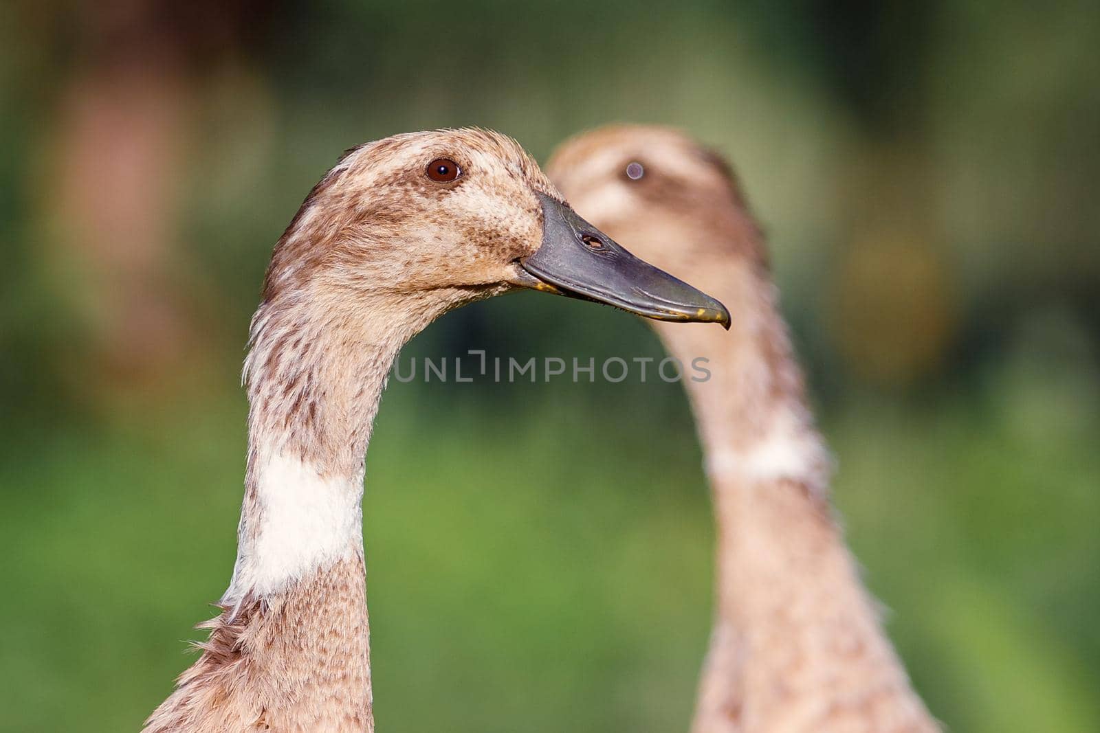 Portrait of two brown ducks are looking in front of each other. Free range poultry, green nature blurred background.