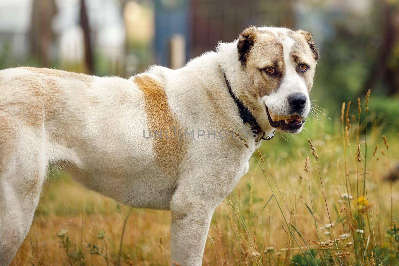 A dog biting a large bone stands in a summer meadow and looks at us.