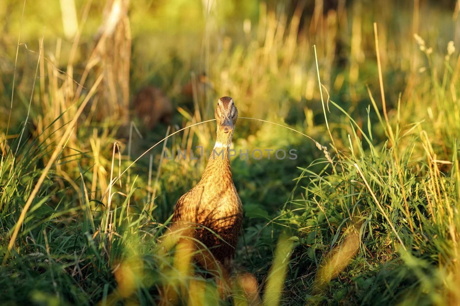 Duck in the meadow in the evening golden hour lighting by Lincikas