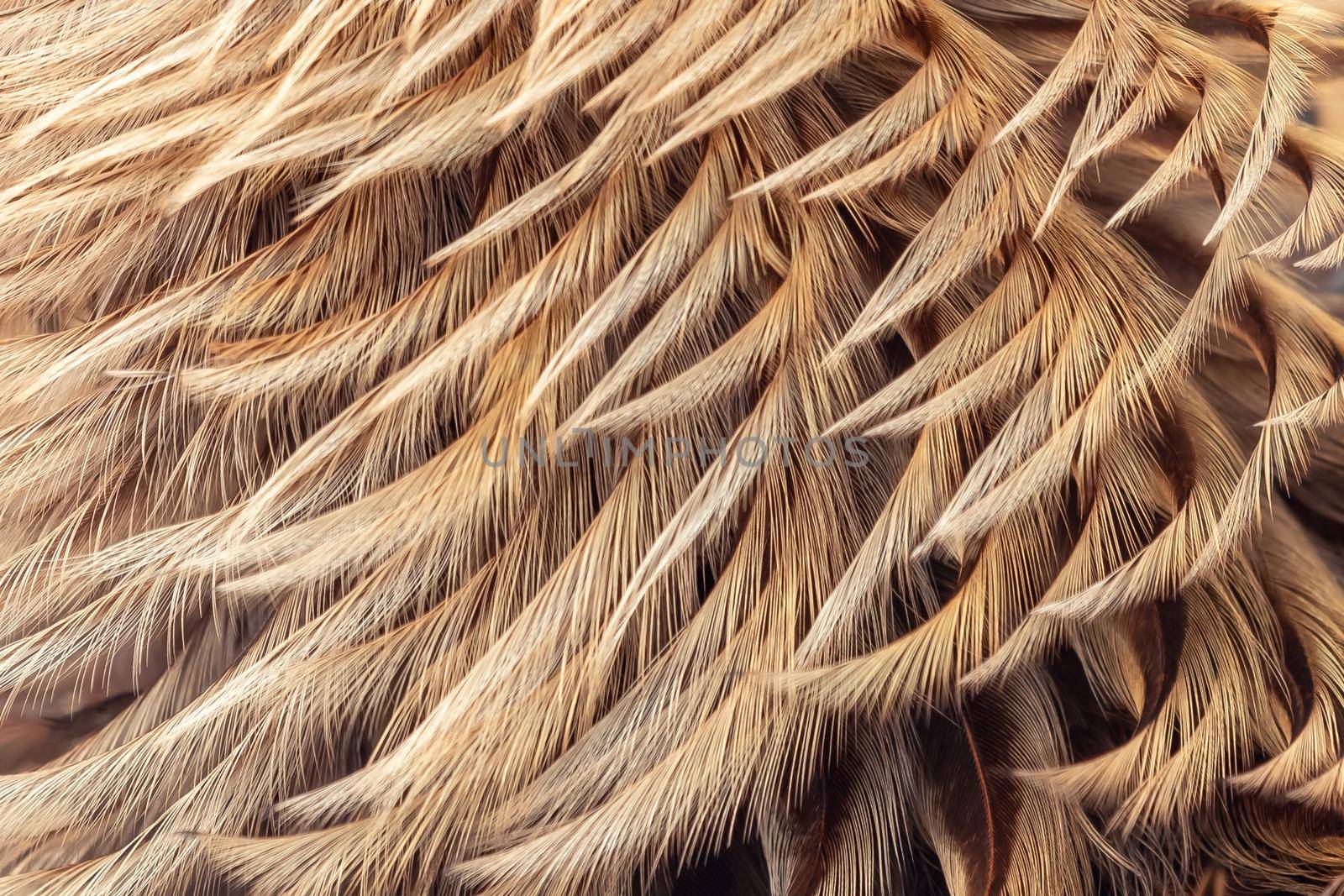 Very nice golden feathers, Rooster feathers background texture. Textured Effect