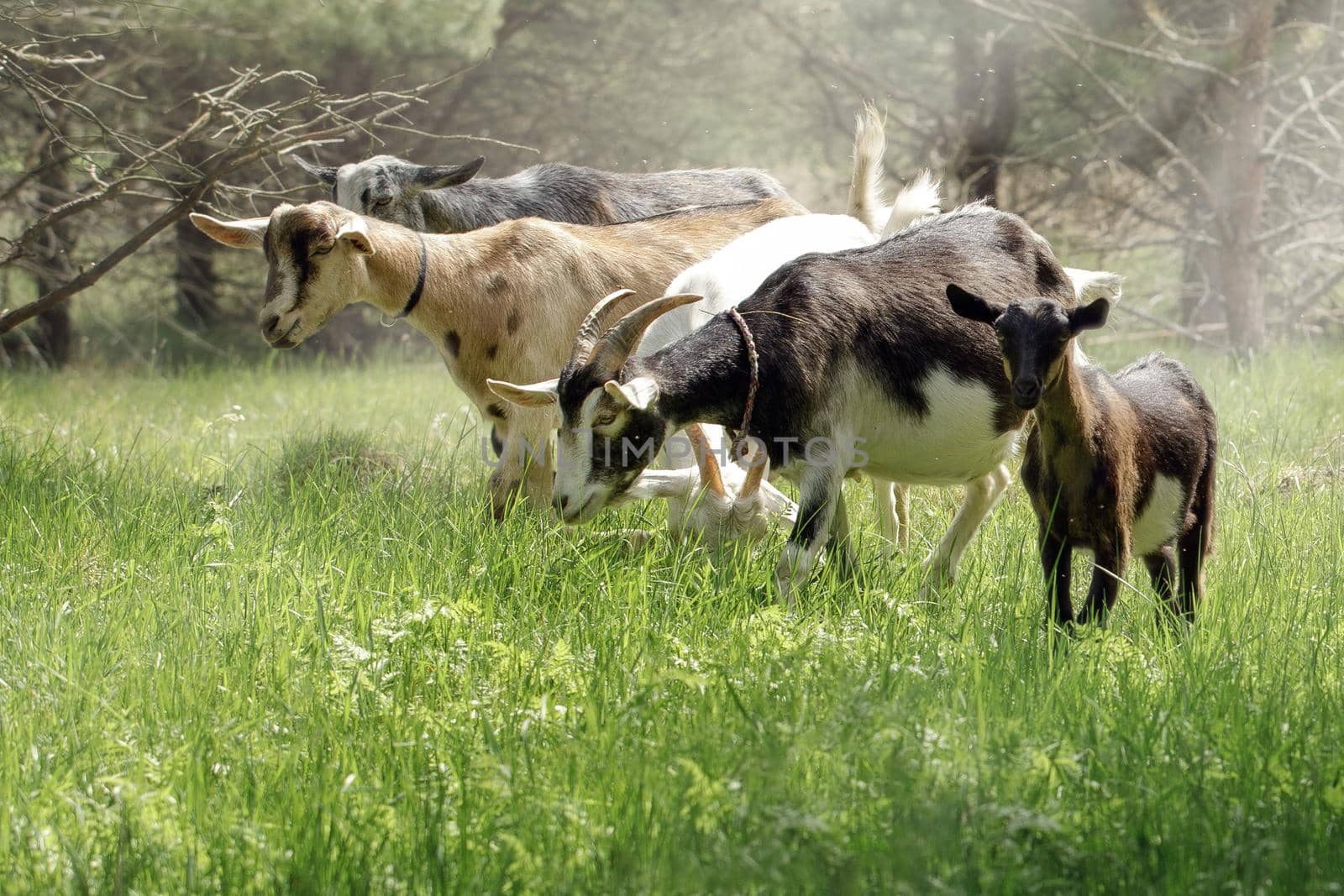 Small herd of goats attacking to sting a lot of insects. by Lincikas