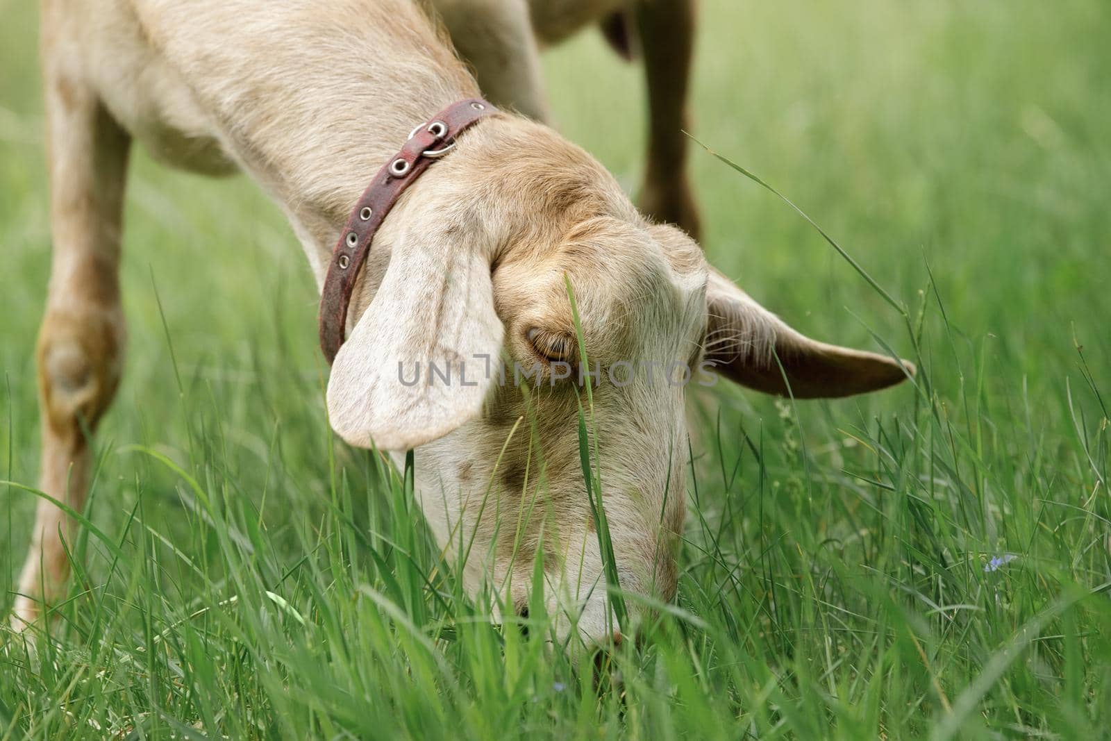 Close-up portrait of a nubian goat eating fresh grass. Free-range goat grazing on a small rural organic dairy farm.