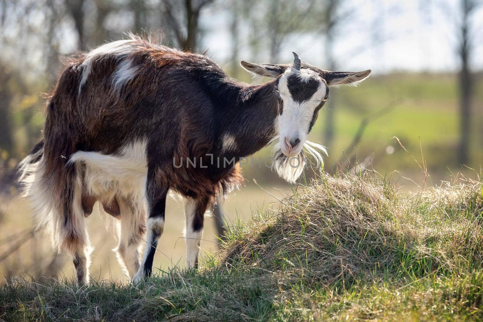 Dark brown goat with one horn and a large beard grazing on a hill, rural scene in a background.