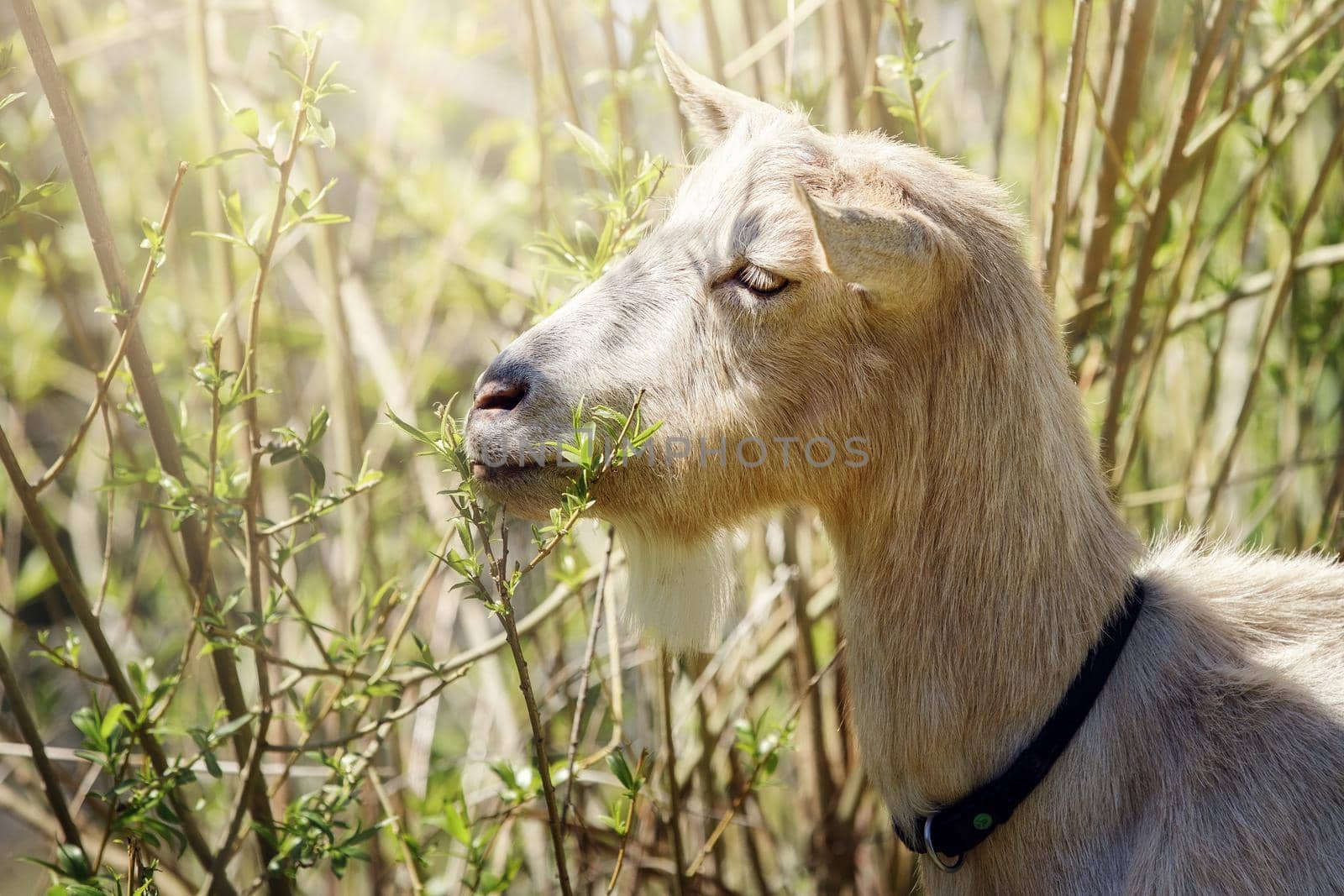 Beige goat eats delicious juicy bush twigs during the summer by Lincikas