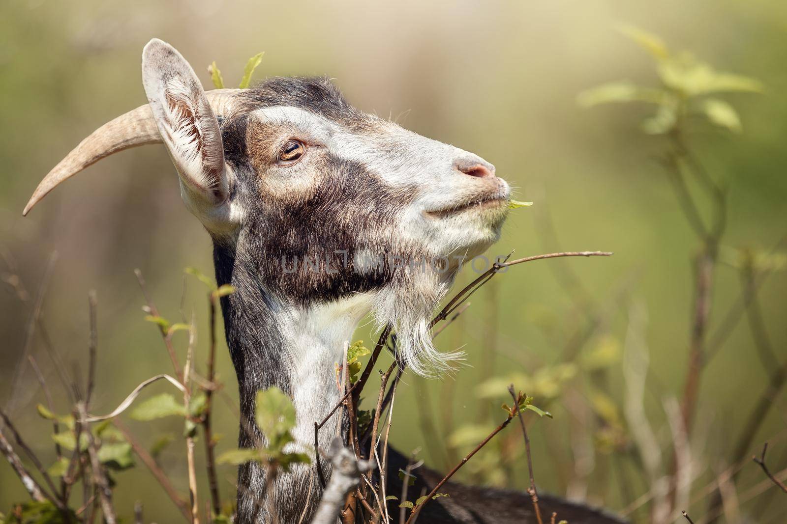 Proud goat with horns and a small beard in a beautiful natural background.