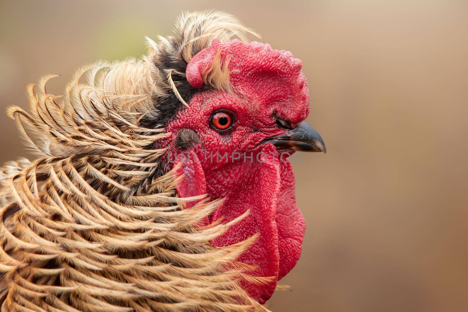 Golden rooster head. Brown feather, red cock. Blurred background. Macro photo shallow depth field