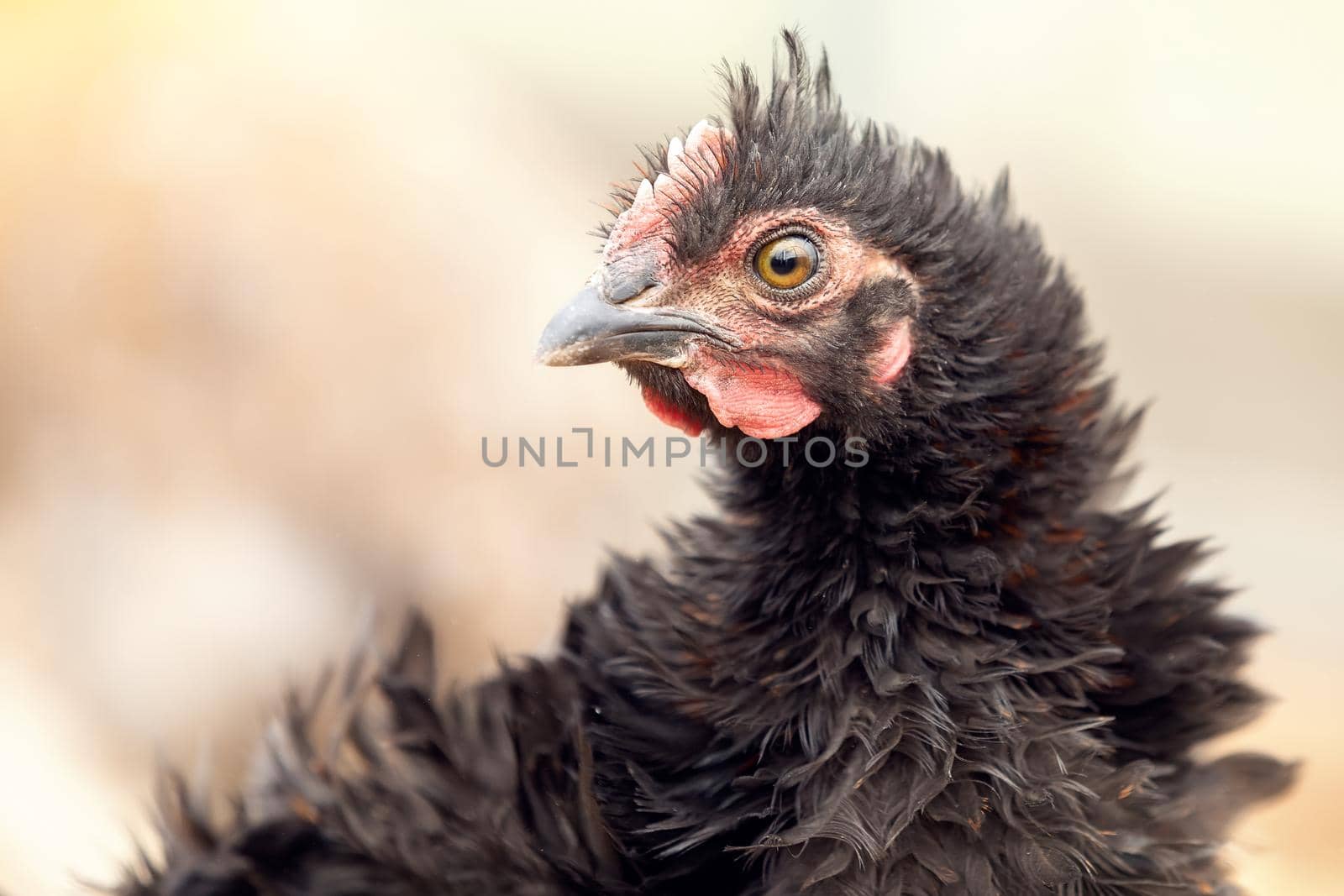 Angry black hen with beautiful wavy feathers, side view by Lincikas