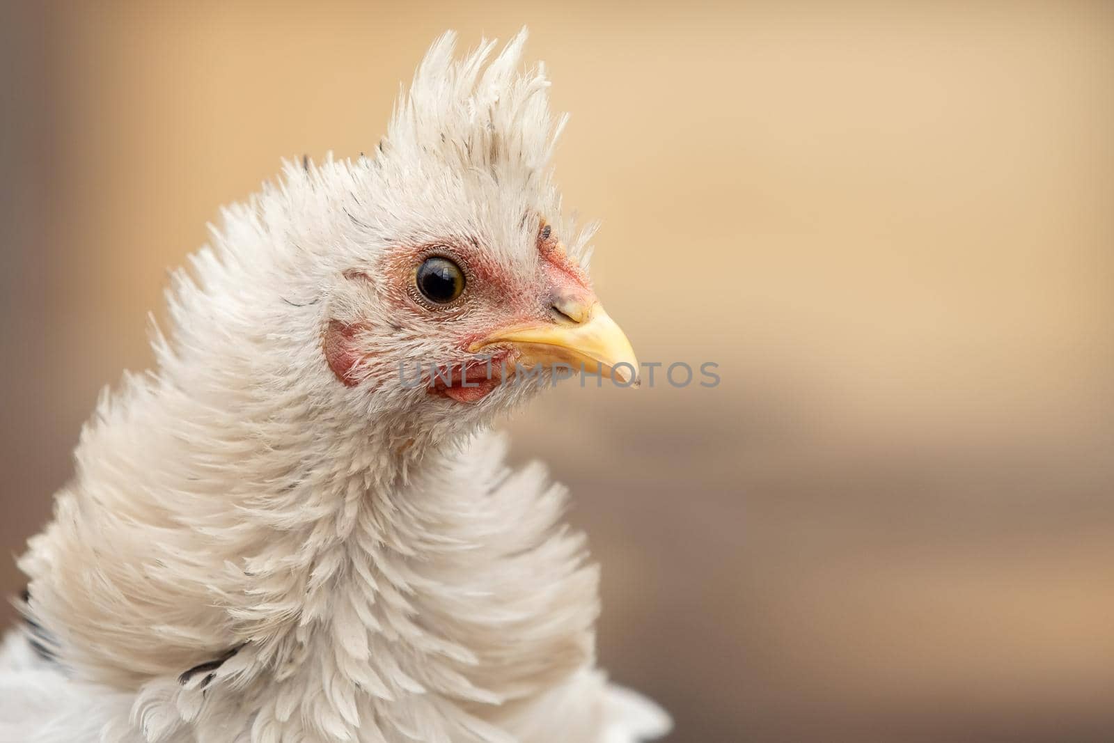 Portrait of funny tufted white hen isolated over light beige background. Horizontal photo, there is space for a note