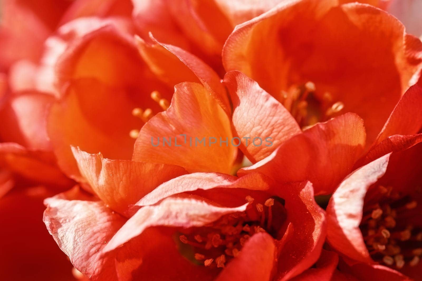 Japanese Quince (Chaenomeles) Shrub in Flower,  close up photo