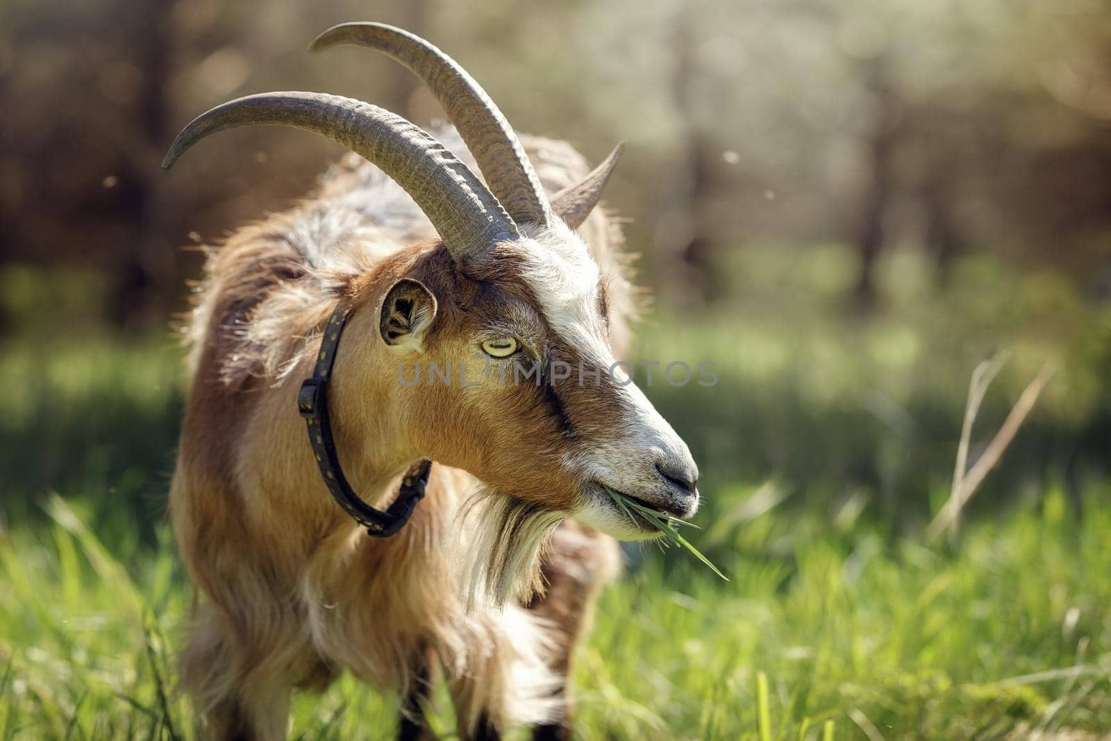 A brown horned goat eats lush herbaceous grass in mid-summer. Free-range goat grazing on a small rural organic dairy farm.