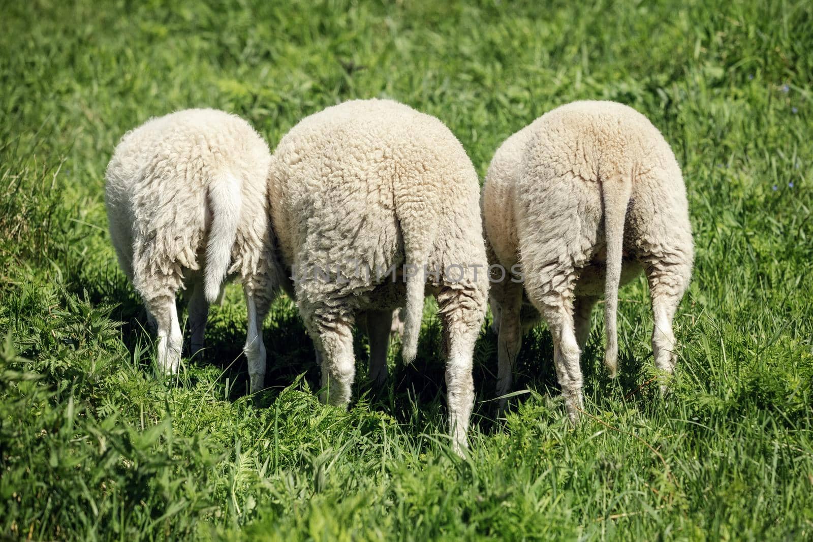 Three young lambs from the back, leaning down and eating green grass. The photo shows the sheep's fur and tail