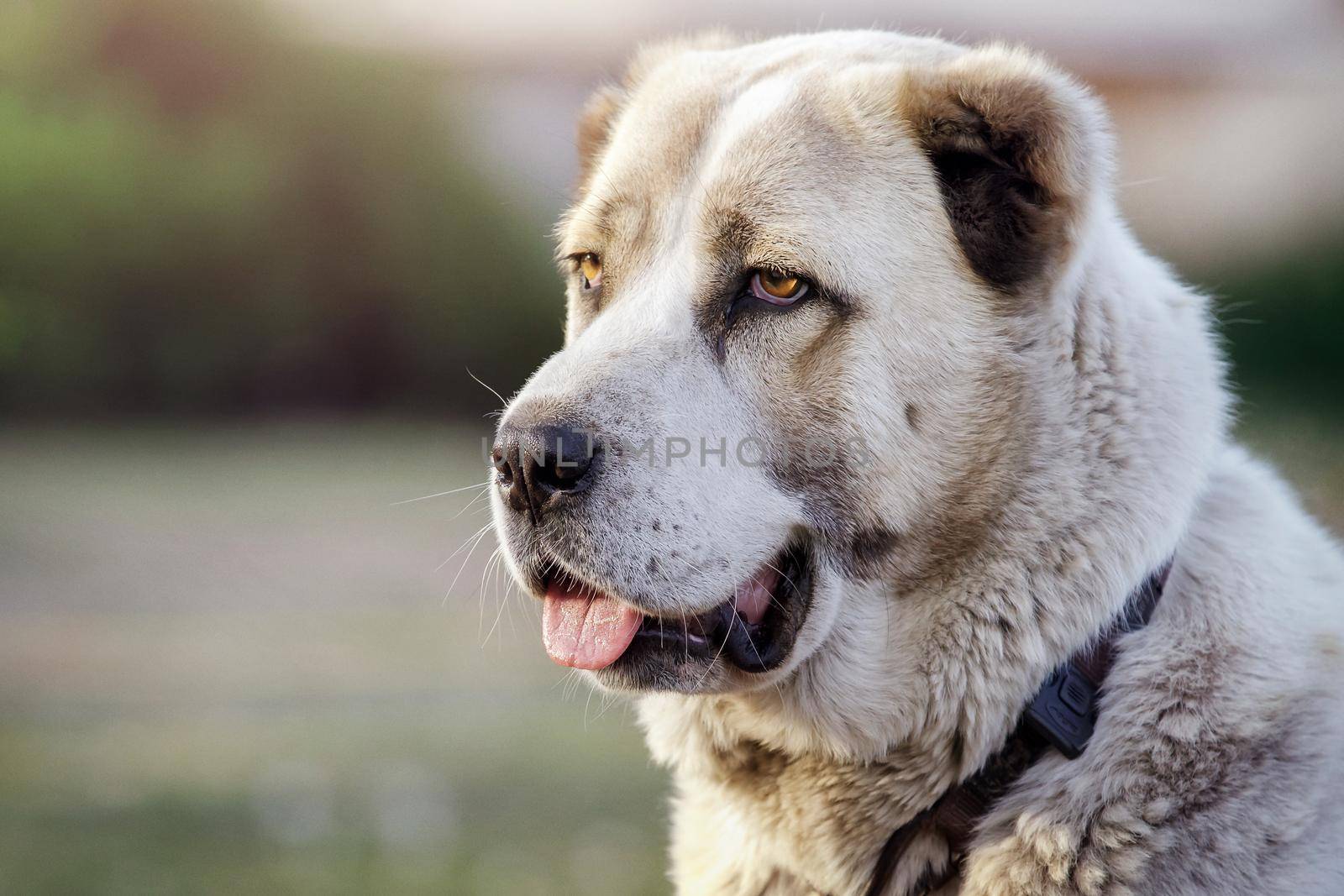 Portrait of asian shepherd  dog in a blurred background by Lincikas