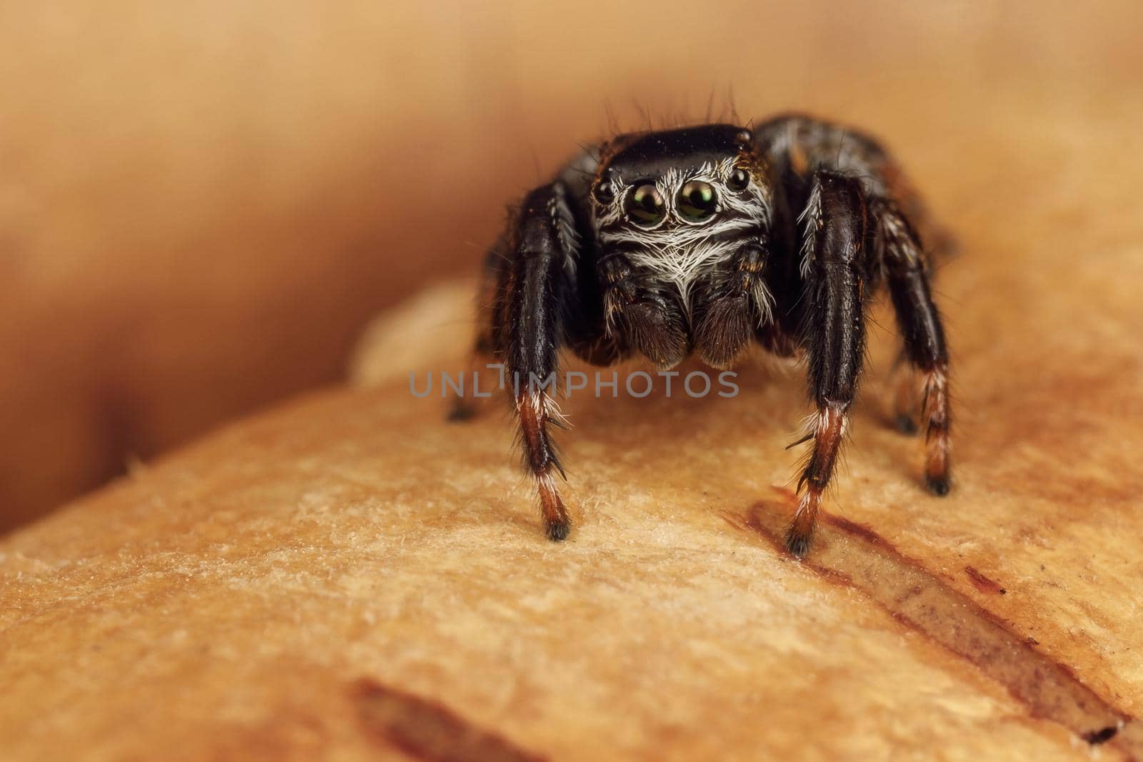 Hairy, black jumping spider sits on a birch bark and shows of eyes detail. Insect close up