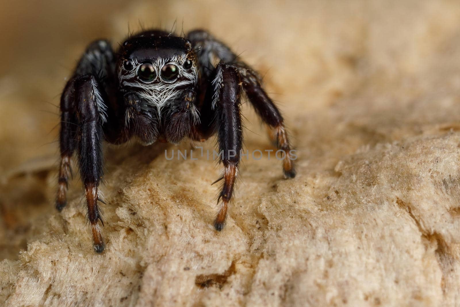 Hairy, black jumping spider sits on a birch bark and shows of eyes detail. Insect close up