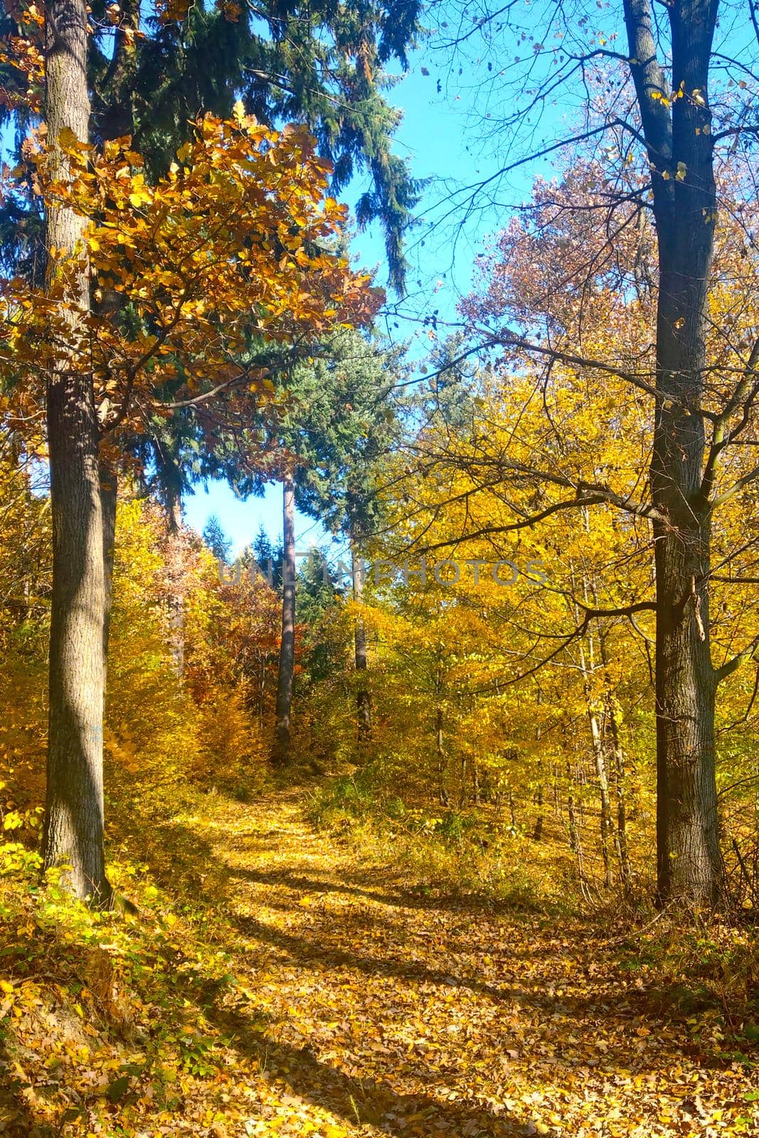 Beautiful forest autumn trail for walking. Fallen leaves from trees lie on the ground. Sunny autumn day