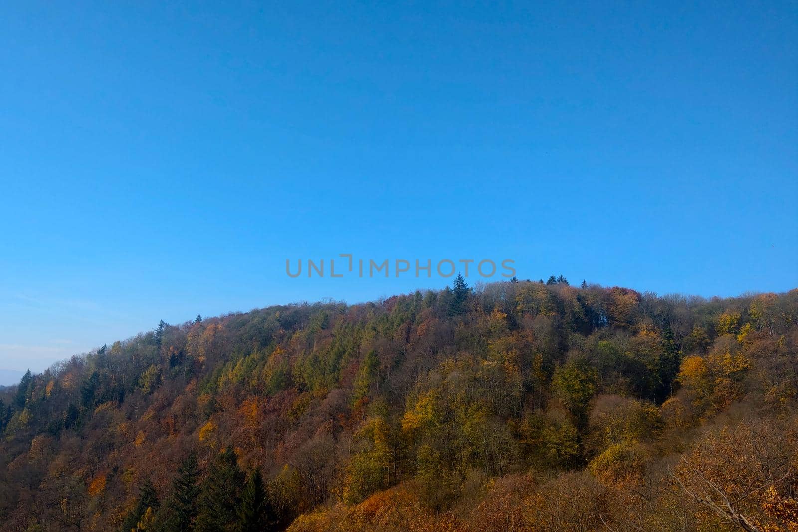 Yellow red trees in the forest in autumn against the blue sky. by kip02kas