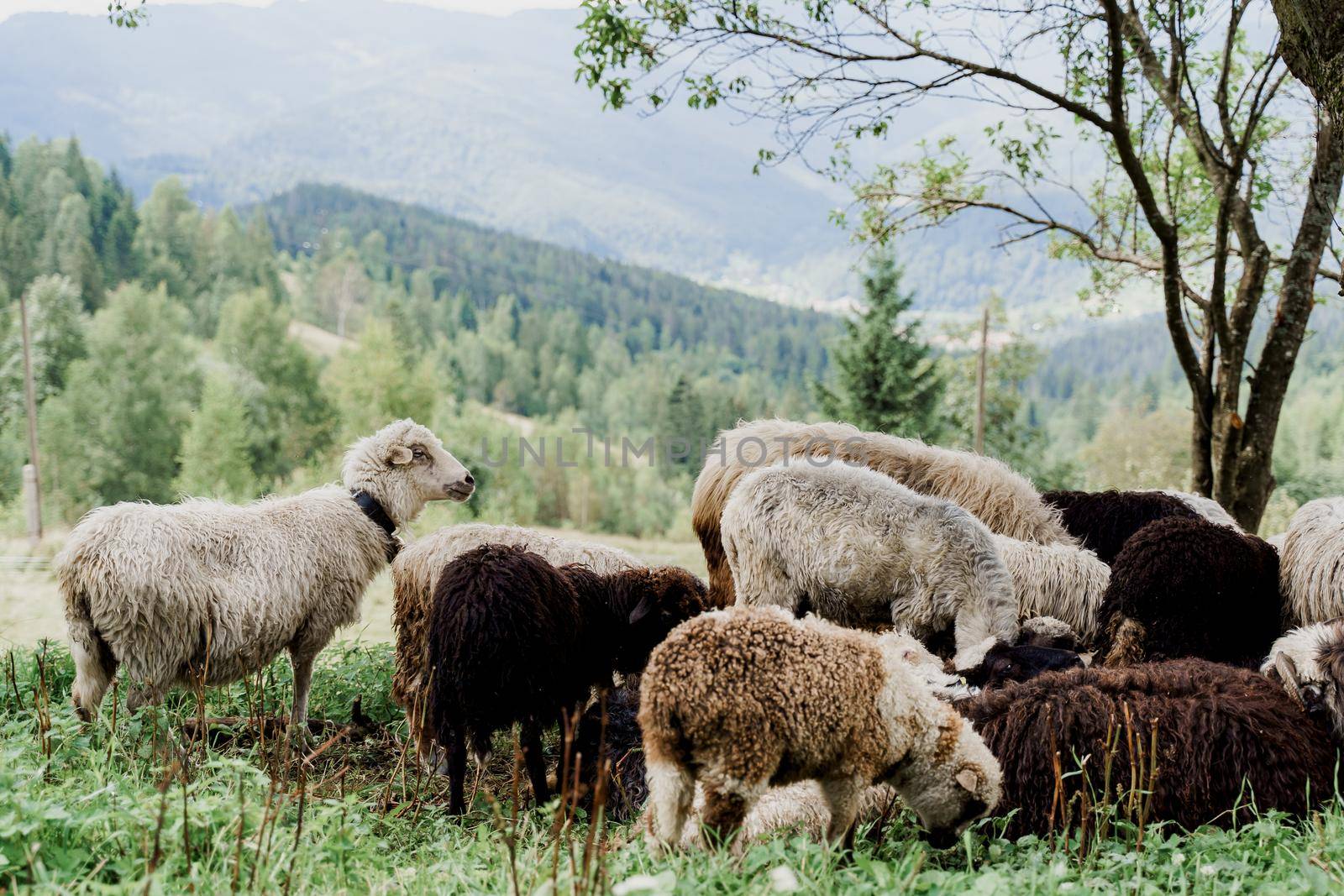 Flock of sheep in the mountains. Sheeps and rams on the green field on the farm. Production of wool from animals.