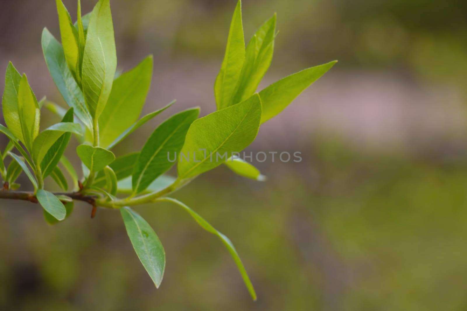 View of the green branch of the bush in the park in the spring. by kip02kas