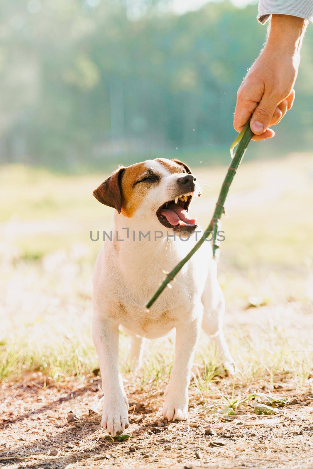 Jack russell terrier barks. Dog plays with wooden stick. People and pets by Rabizo