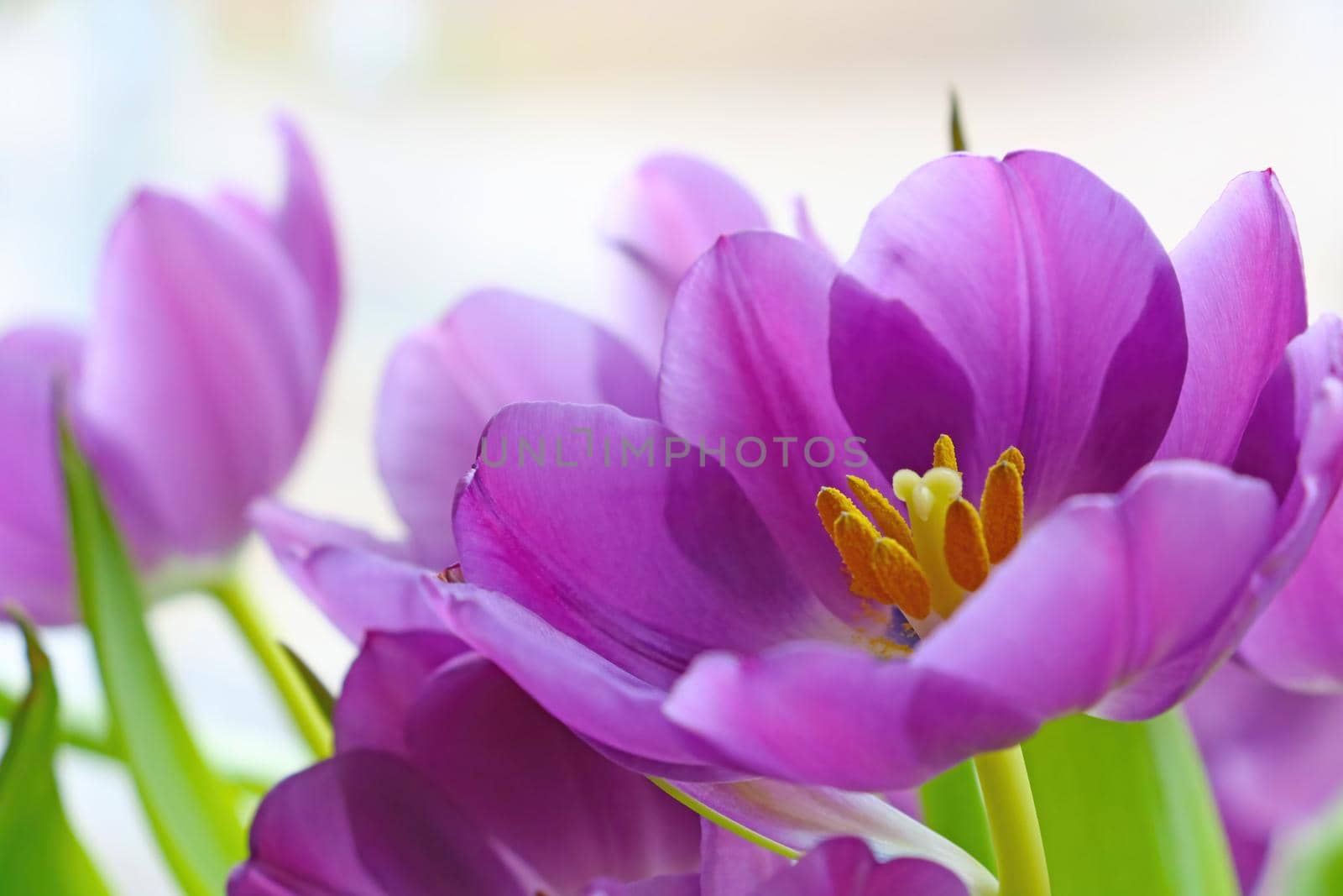 Fragrant tulips in a bouquet bloom in spring or summer