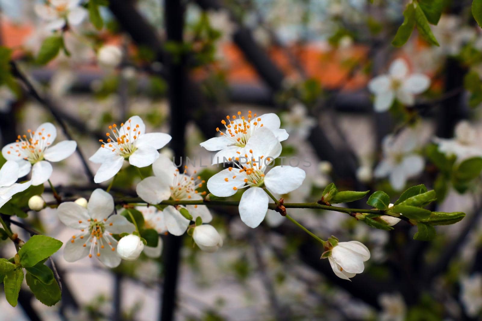 Blooming branch of plum or cherry in the spring garden