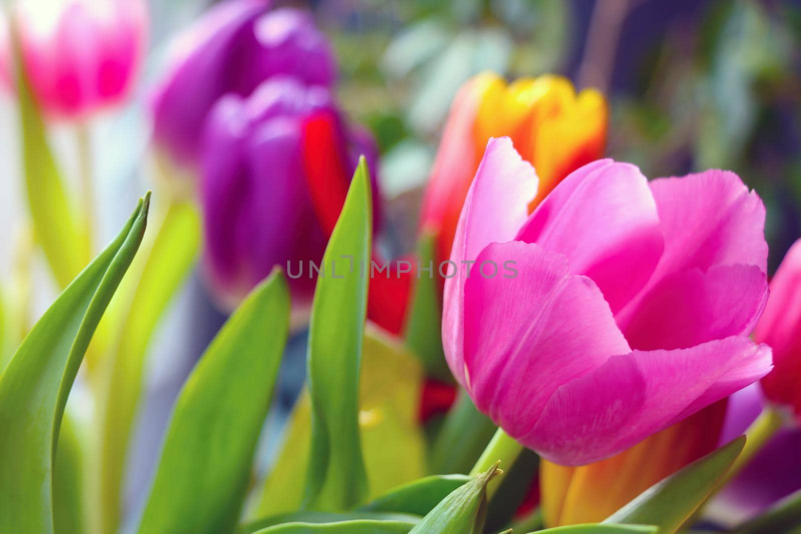 Beautiful blooming fragrant multi-colored tulips. A bouquet of flowers in a vase. by kip02kas
