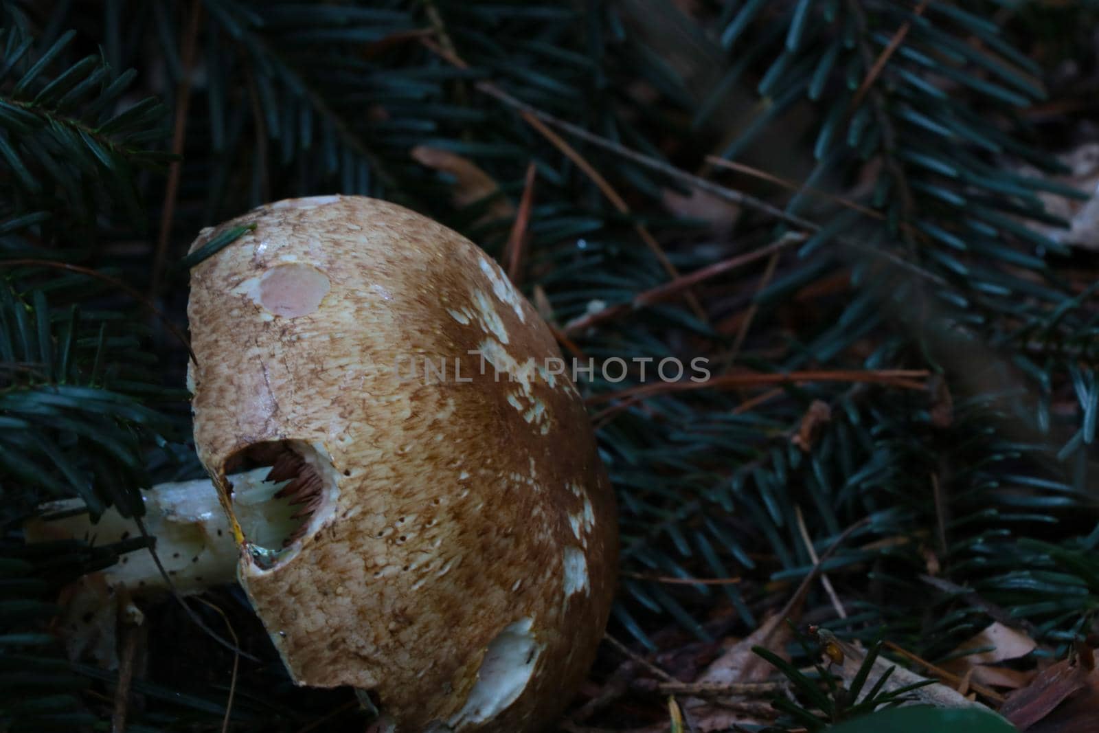 Close-up of a beautiful mushroom in a clearing in the forest