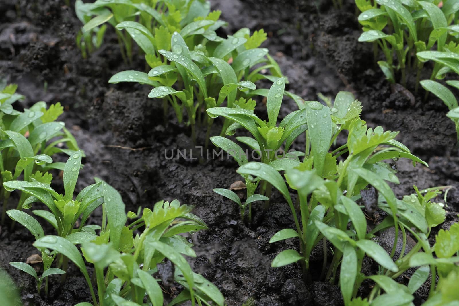 young greenery in the garden. Rows of green spinach, chard, lettuce on a vegetable patch. high quality photo