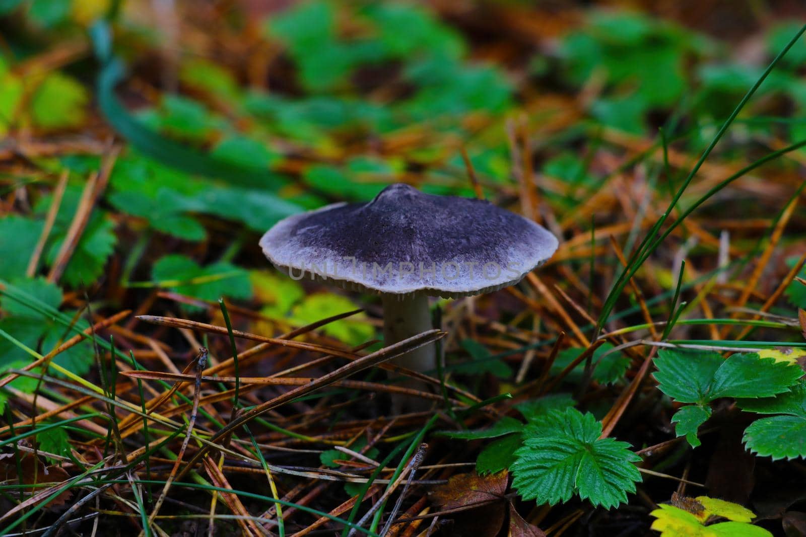 A view of the fungus in the forest in autumn. Not eating food