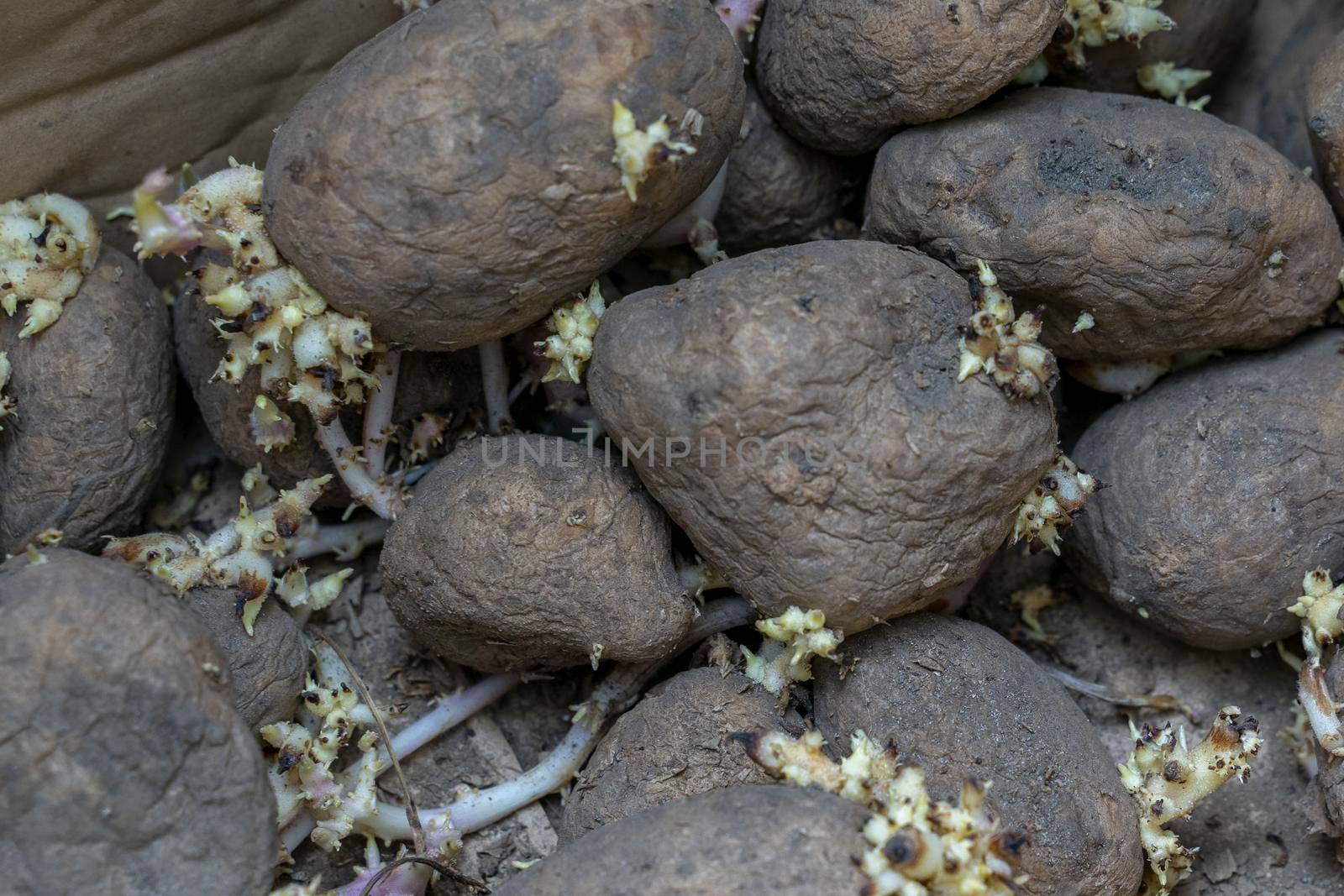 sprouted potato tubers close up, improper storage of vegetables