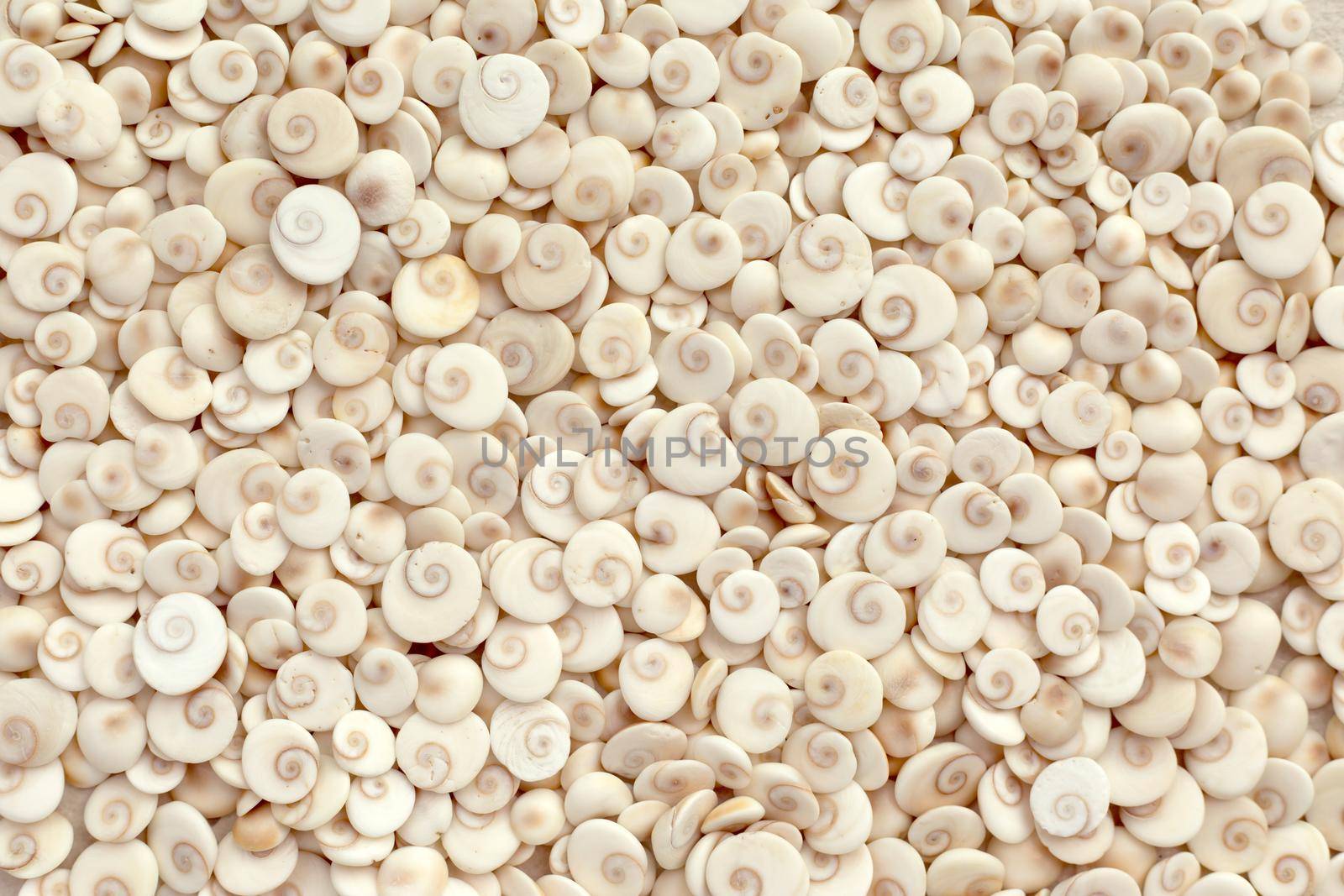 Light sea style summer background. Scattering of shells